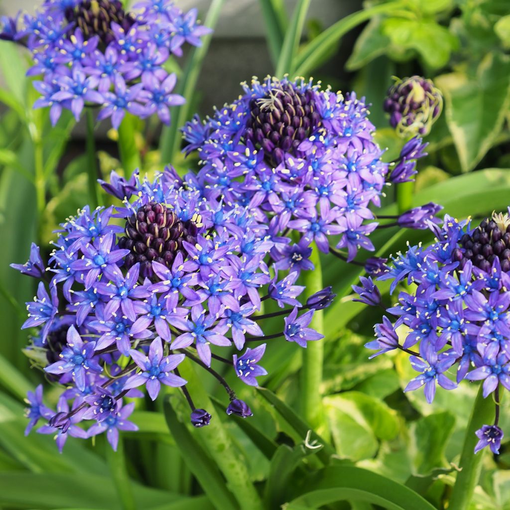 Scilla peruviana - Meerzwiebel