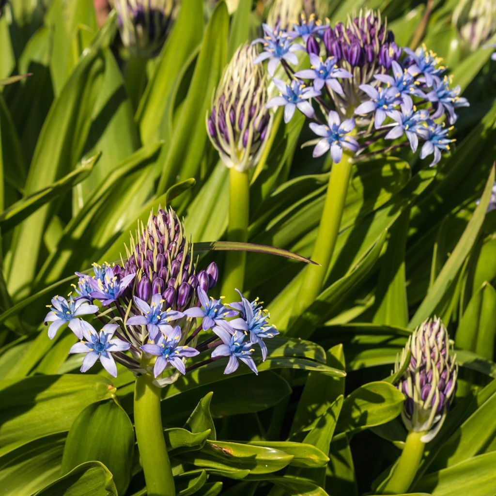 Scilla peruviana - Meerzwiebel