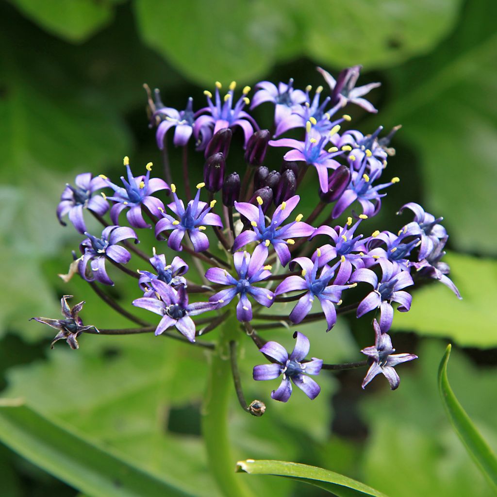 Scilla peruviana - Meerzwiebel