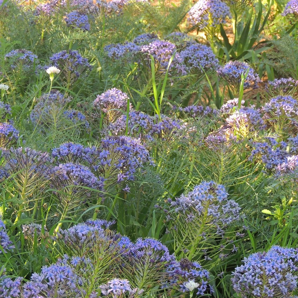 Scilla peruviana - Meerzwiebel