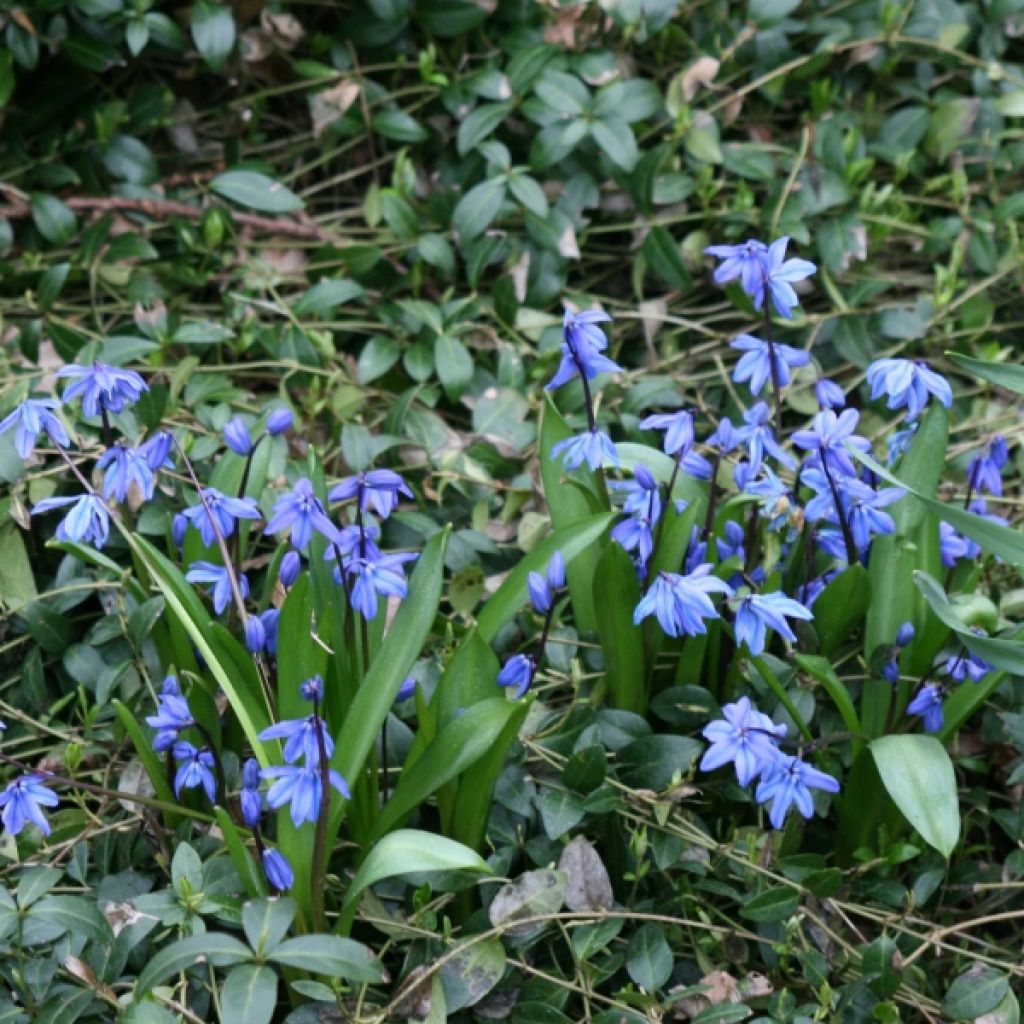 Scilla siberica Spring Beauty - Meerzwiebel