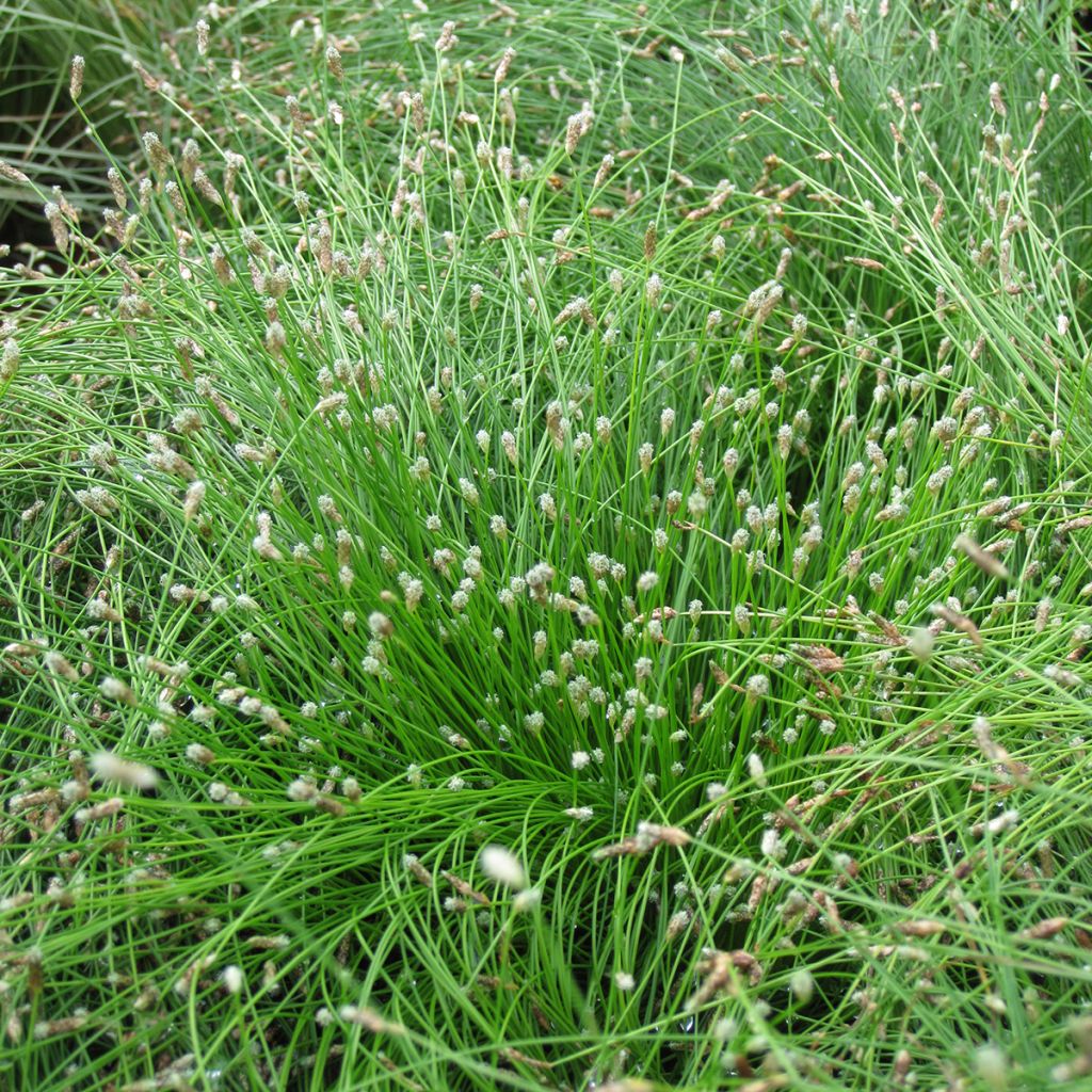 Scirpus cernuus Fiber Optic Grass - Frauenhaargras