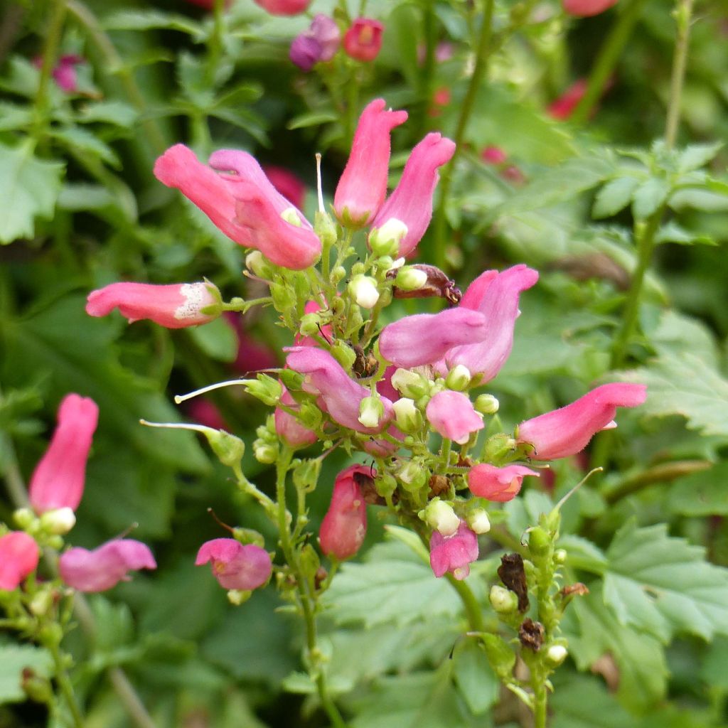 Scrophularia macrantha Cardinale Red - Neumexiko-Rotwurz