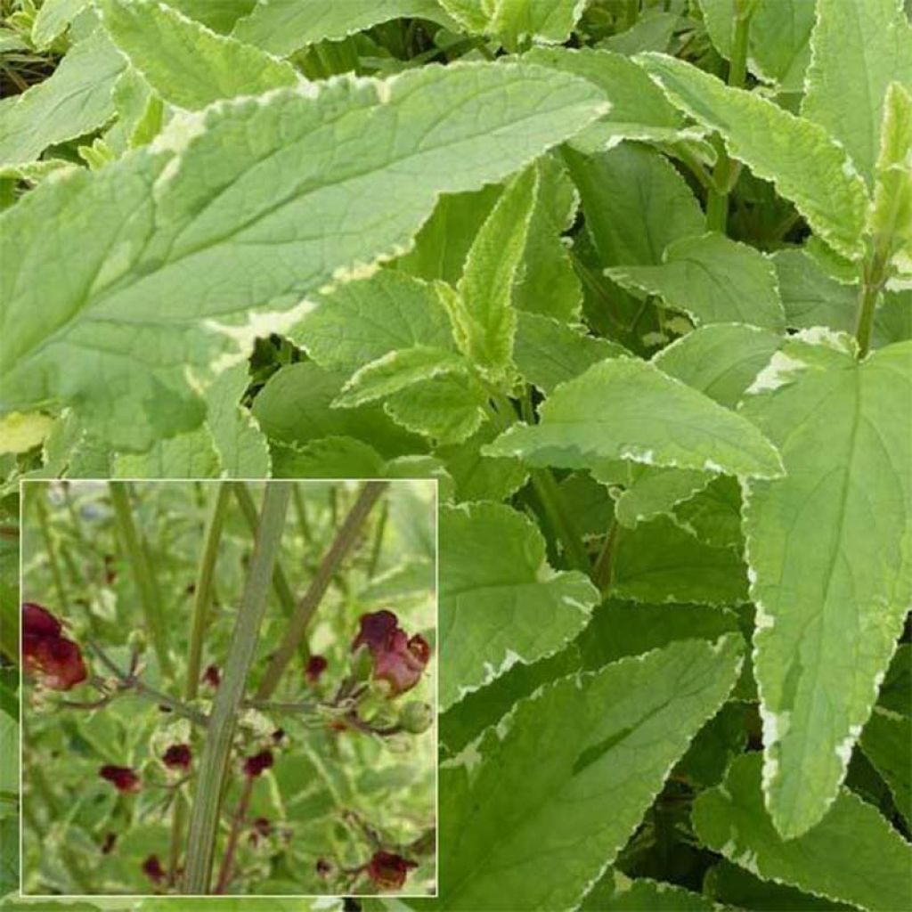 Scrophularia auriculata Variegata - Wasser-Braunwurz