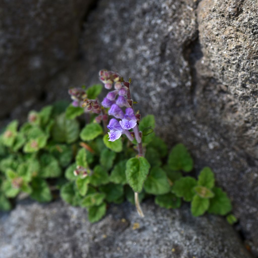 Scutellaria indica var. parviflora Parviflora - Helmkraut