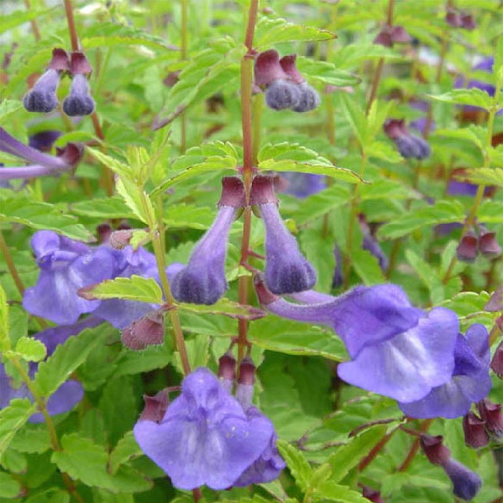 Scutellaria scordifolia - Scutellaire casquée