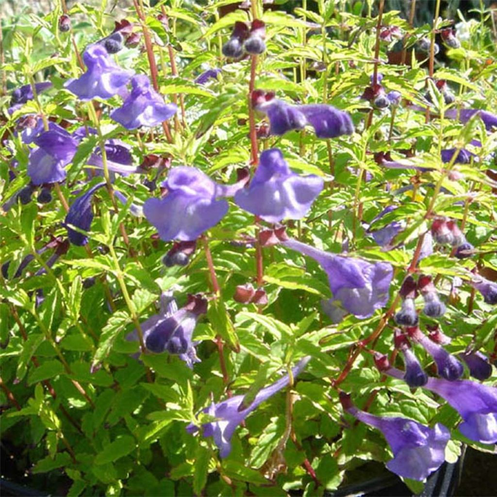 Scutellaria scordifolia - Scutellaire casquée