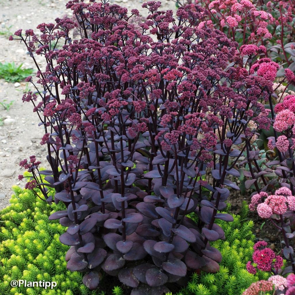 Fetthenne Sunsparkler Blue Pearl - Sedum