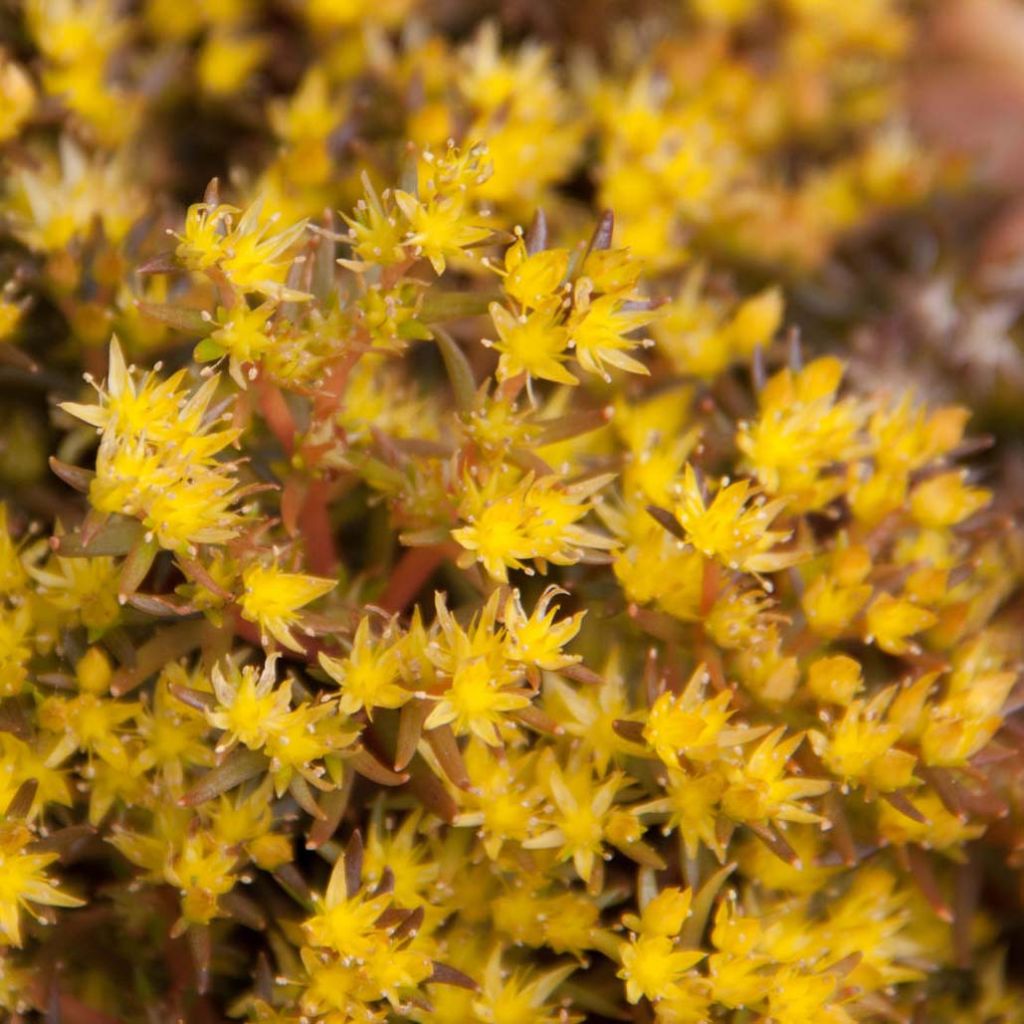 Sedum Chocolate Ball - Orpin