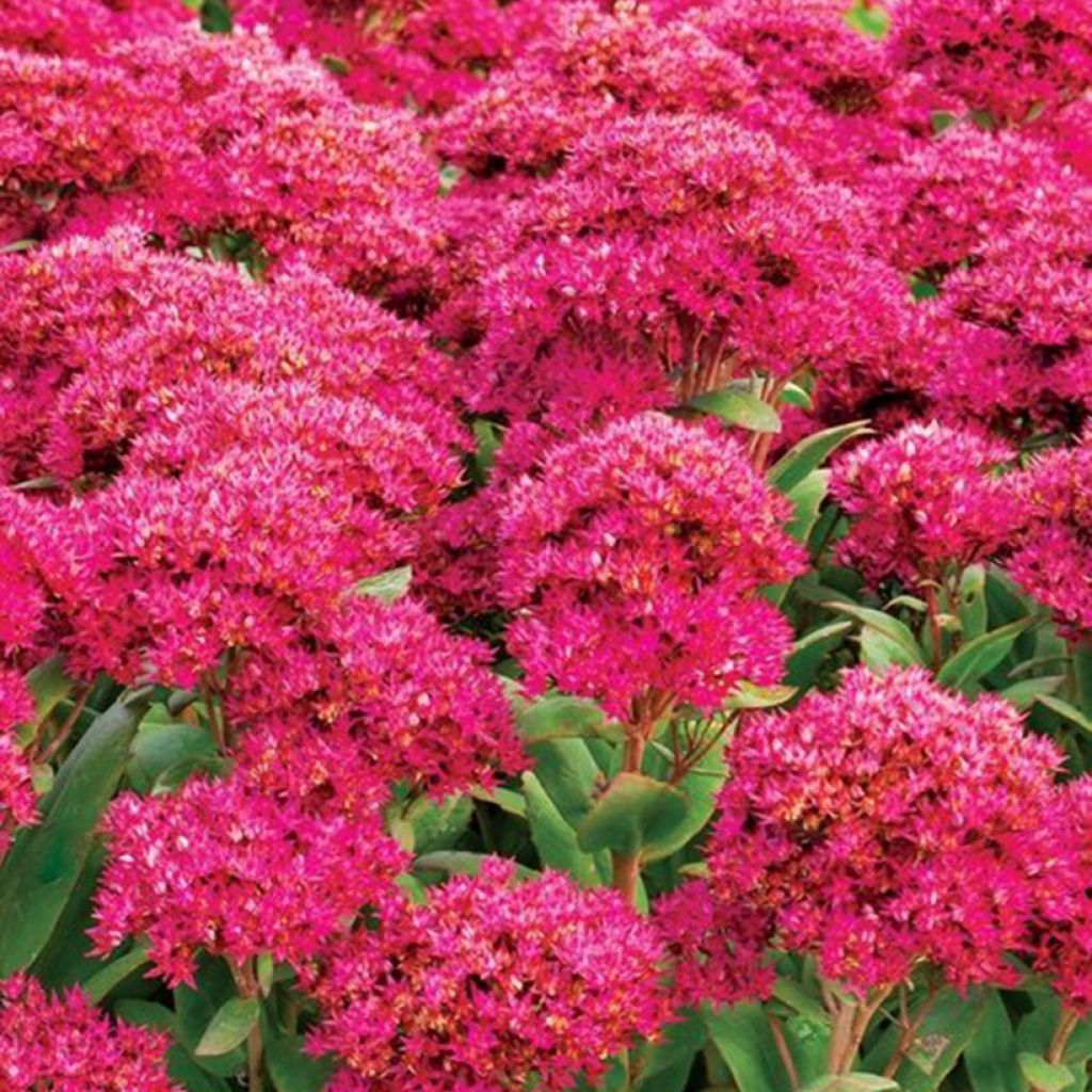 Fetthenne Class Act - Sedum telephium