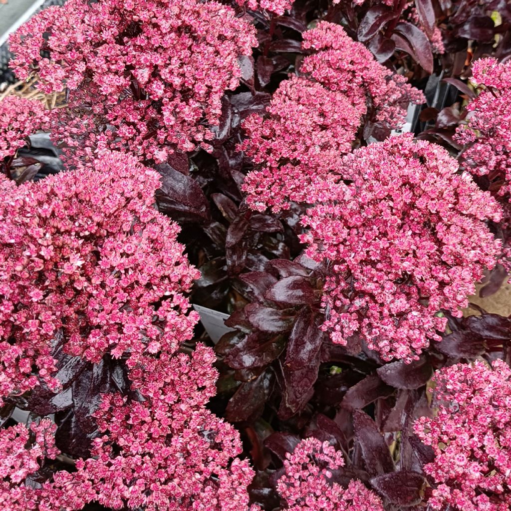 Sedum Dark Magic