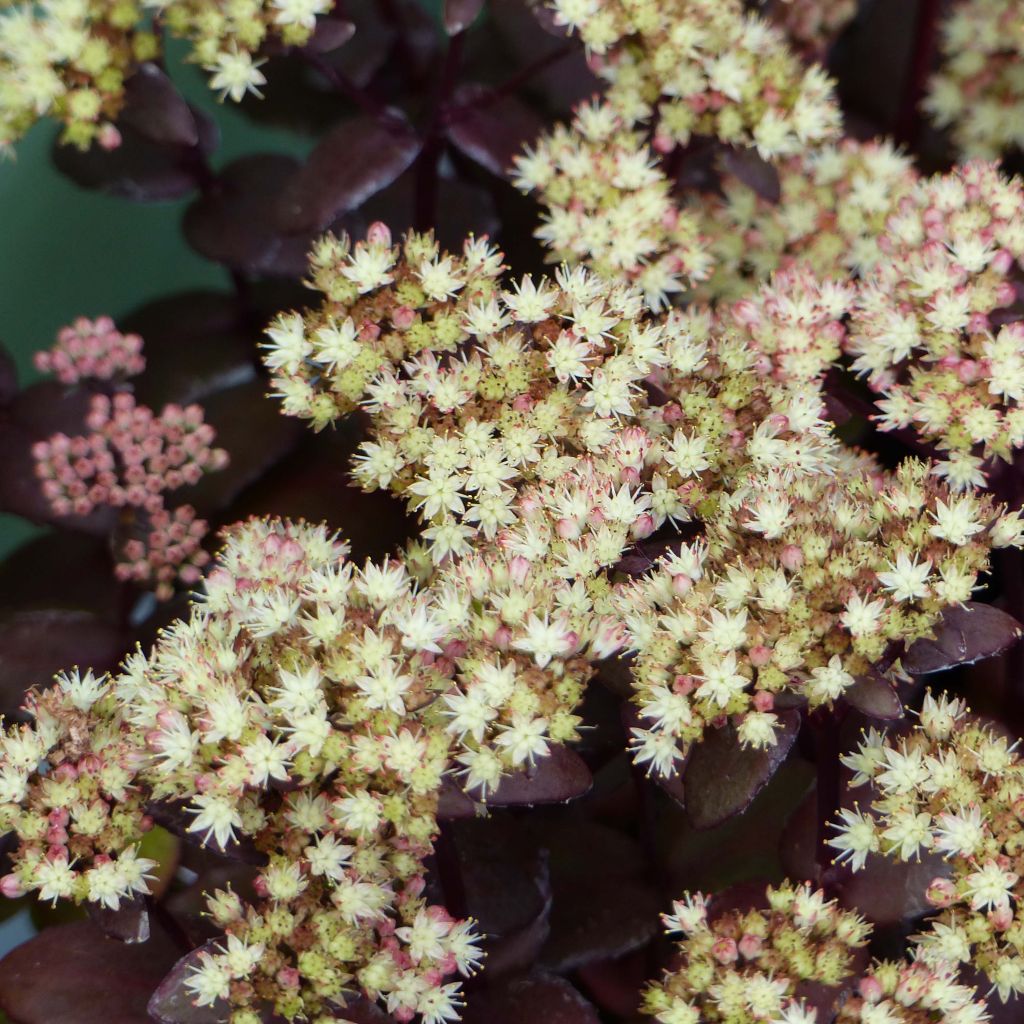 Fetthenne Eline - Sedum