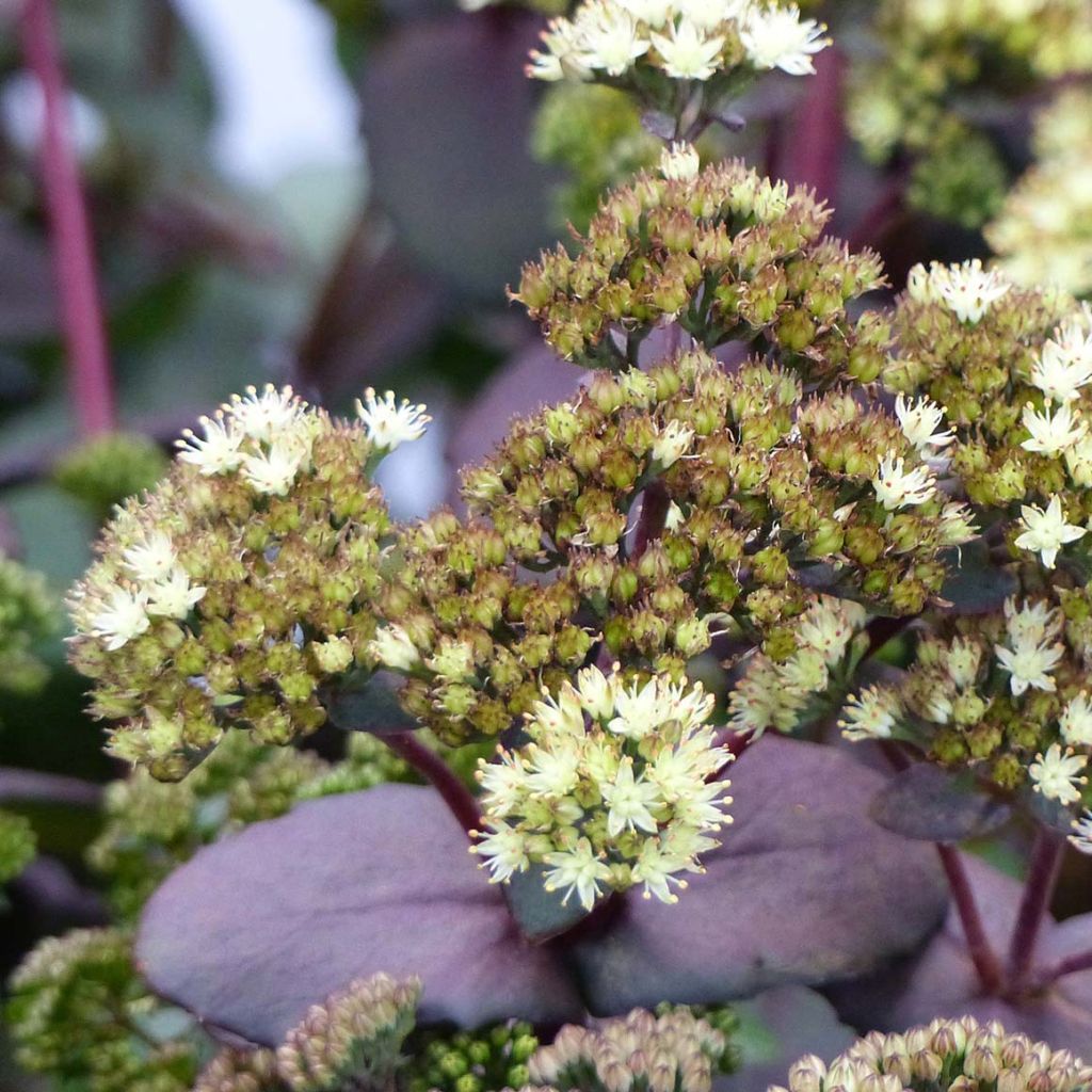 Sedum Eline® - Orpin 