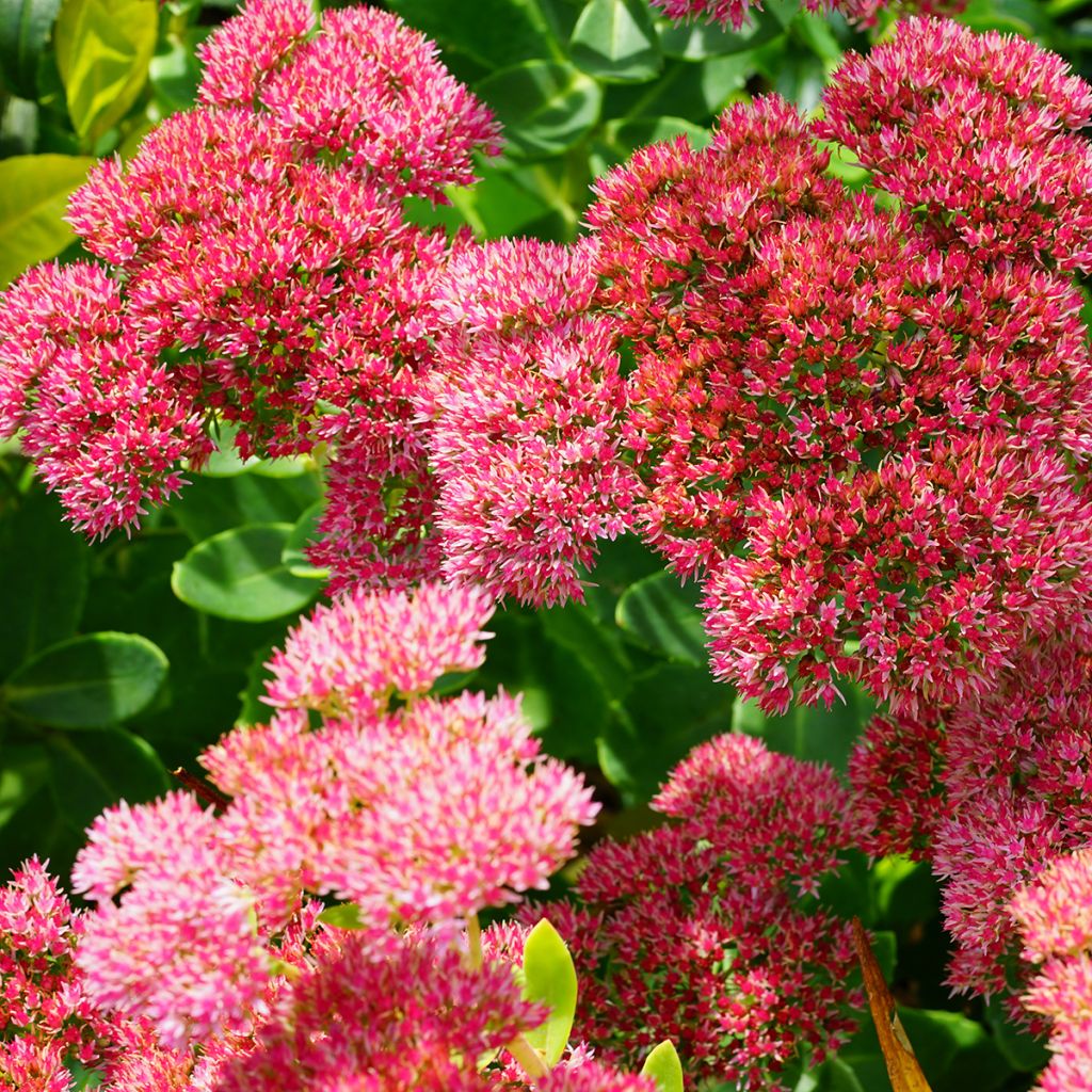 Sedum Herbstfreude ou Autumn Joy 