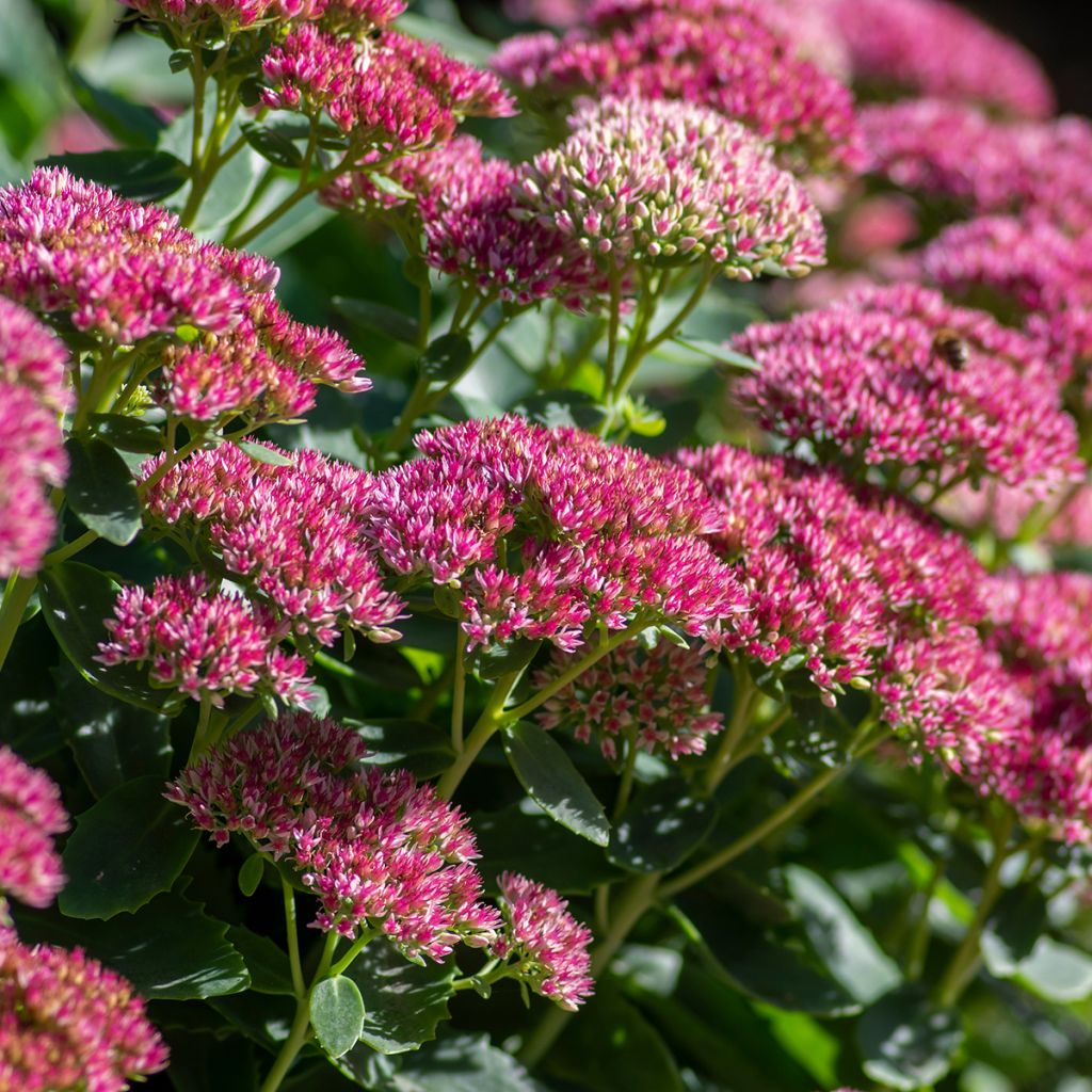 Fetthenne Herbstfreude - Sedum