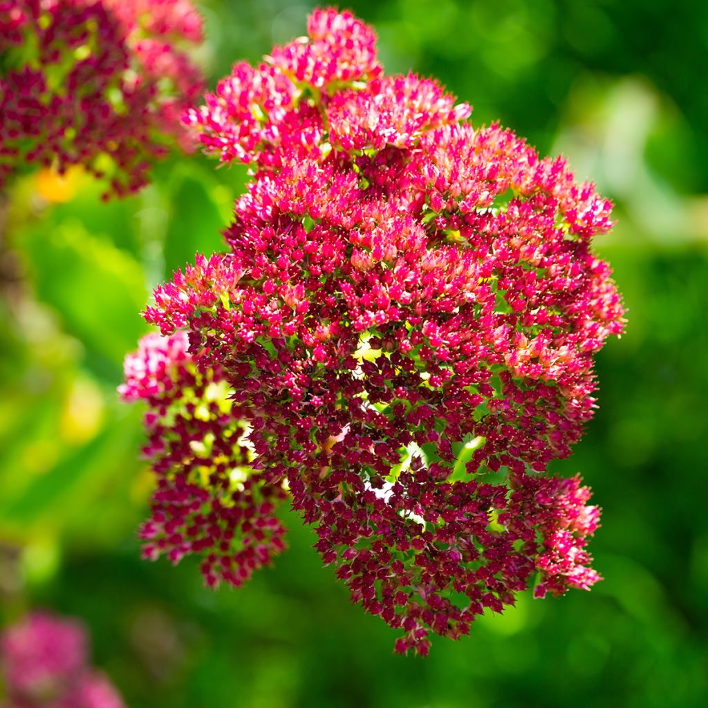 Fetthenne Herbstfreude - Sedum