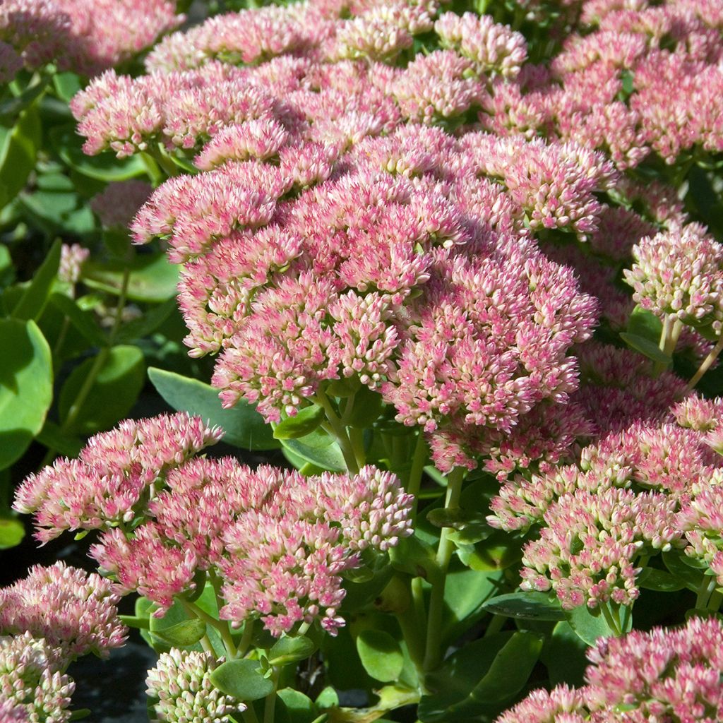 Fetthenne Herbstfreude - Sedum