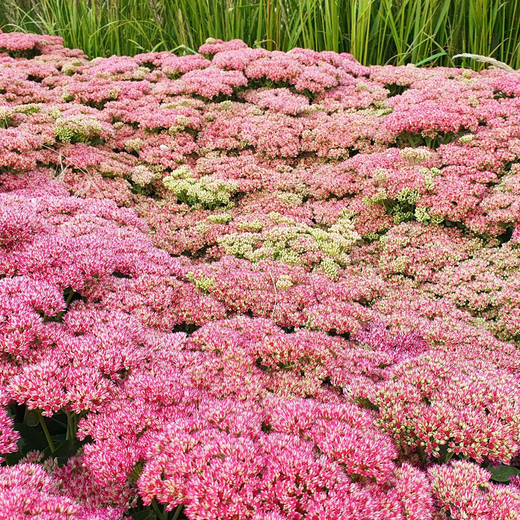 Fetthenne Herbstfreude - Sedum