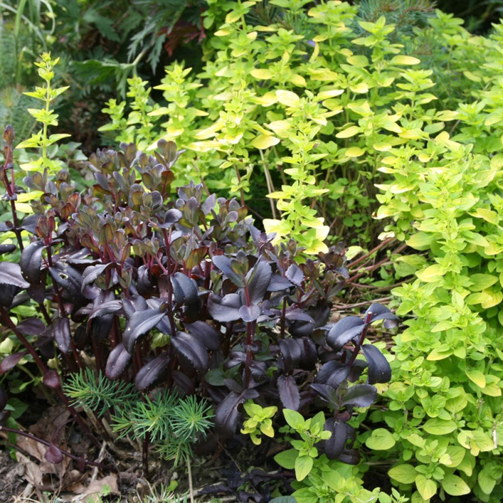 Fetthenne Jose Aubergine - Sedum spectabile