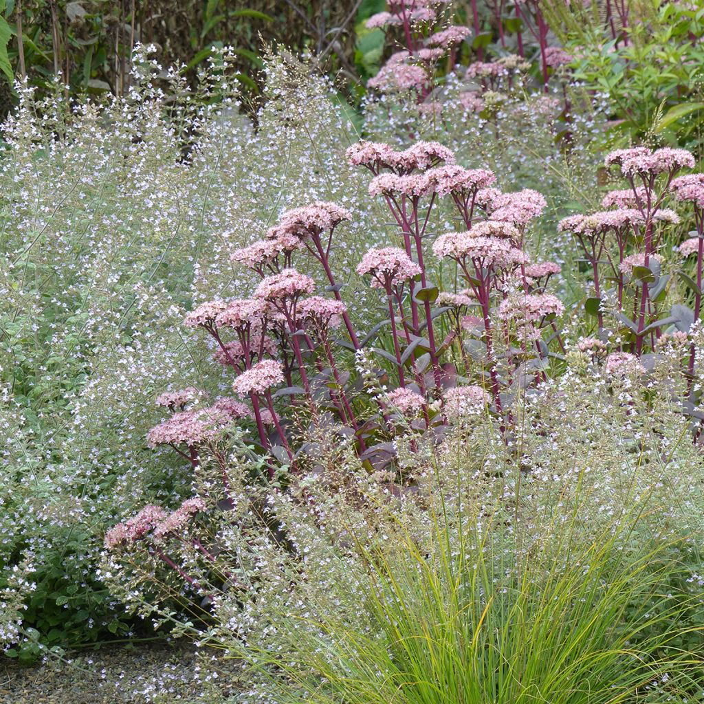 Fetthenne Matrona - Sedum