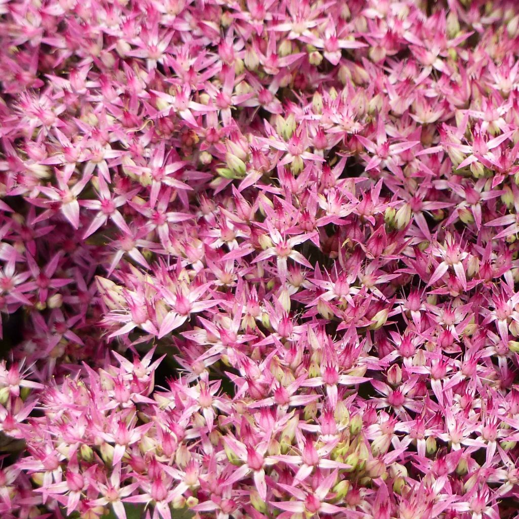 Fetthenne Mr Goodbud - Sedum