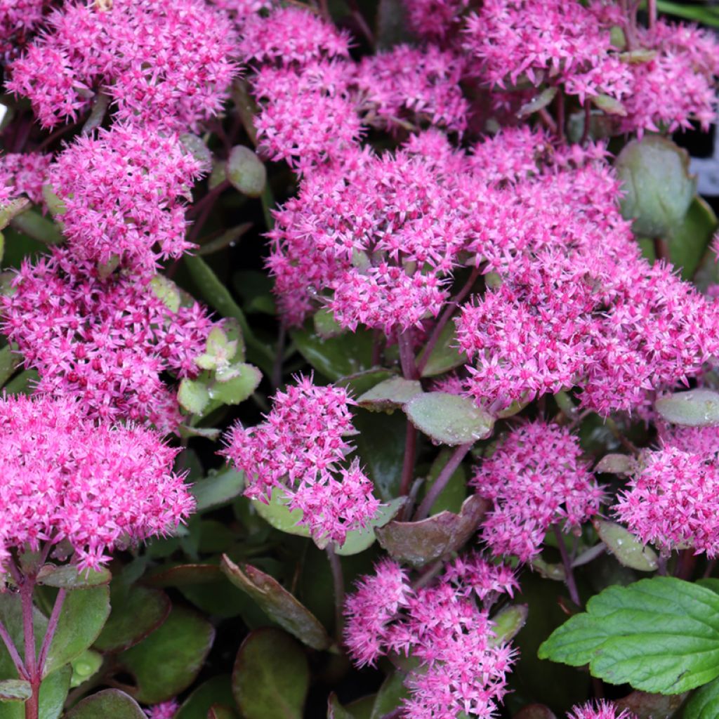 Fetthenne Mr Goodbud - Sedum