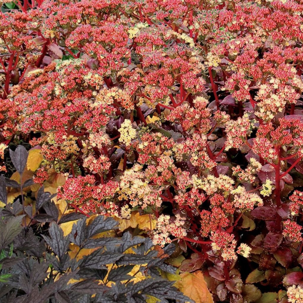 Fetthenne Peach Pearls - Sedum telephium