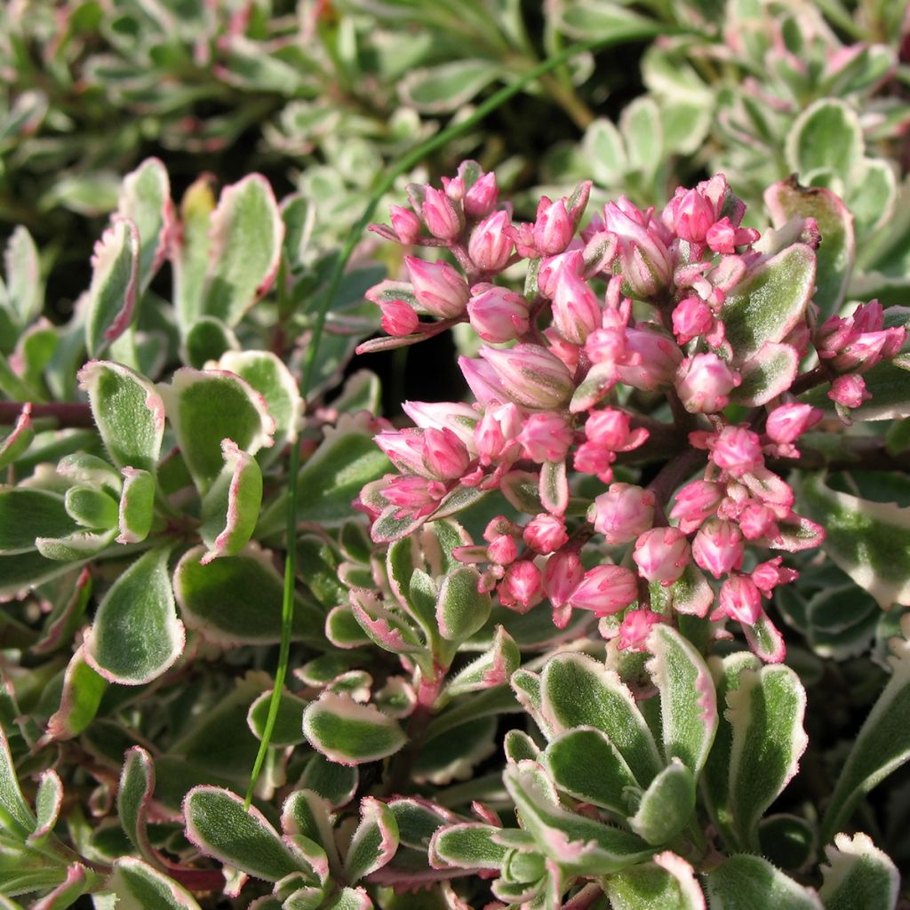 Fetthenne Pinky - Sedum hybrida