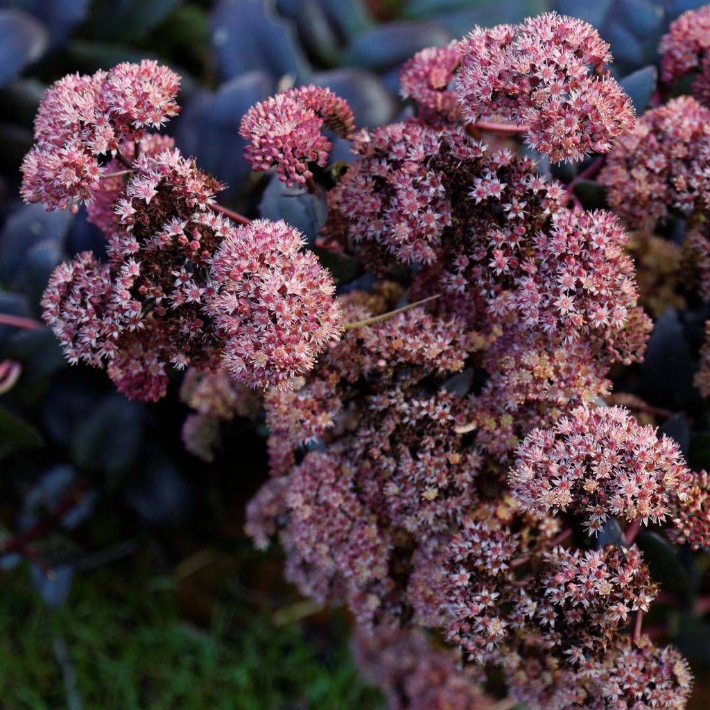 Fetthenne Purple Emperor - Sedum spectabile