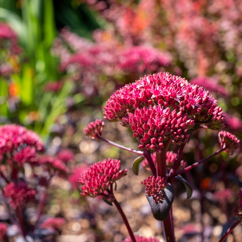 Fetthenne Red Cauli - Sedum