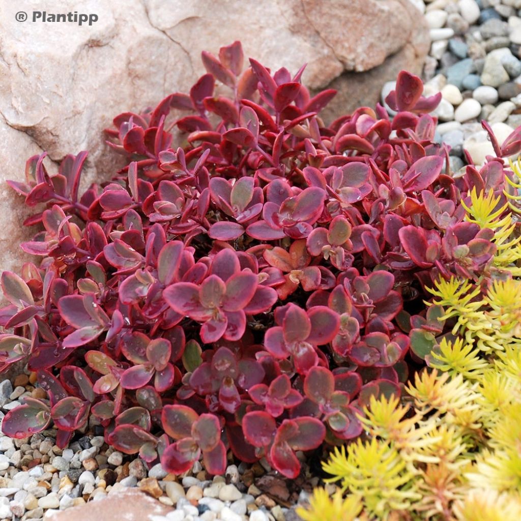 Fetthenne Sunsparkler Wildfire - Sedum