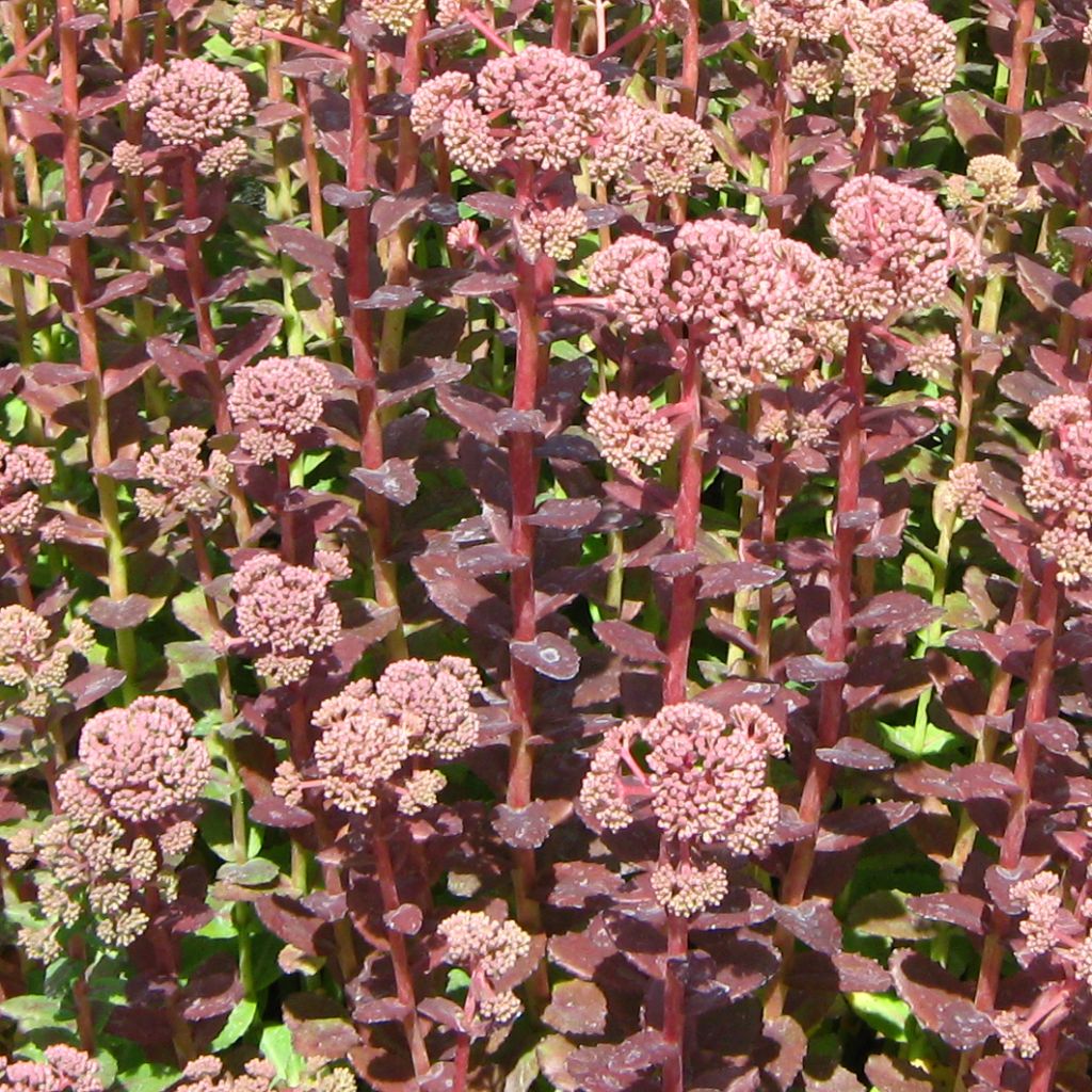 Fetthenne Stewed Rhubarb Mountain - Sedum