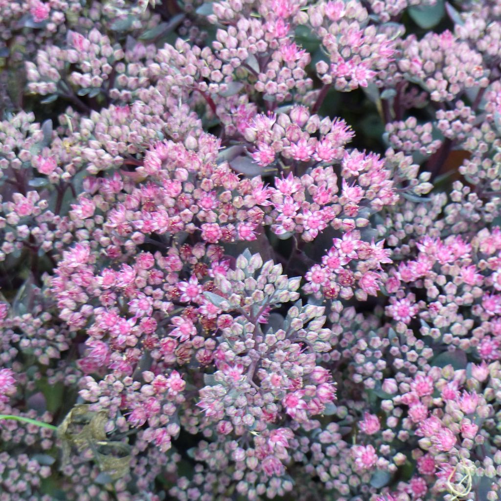 Sedum Sunsparkler Dazzleberry - Orpin bleu