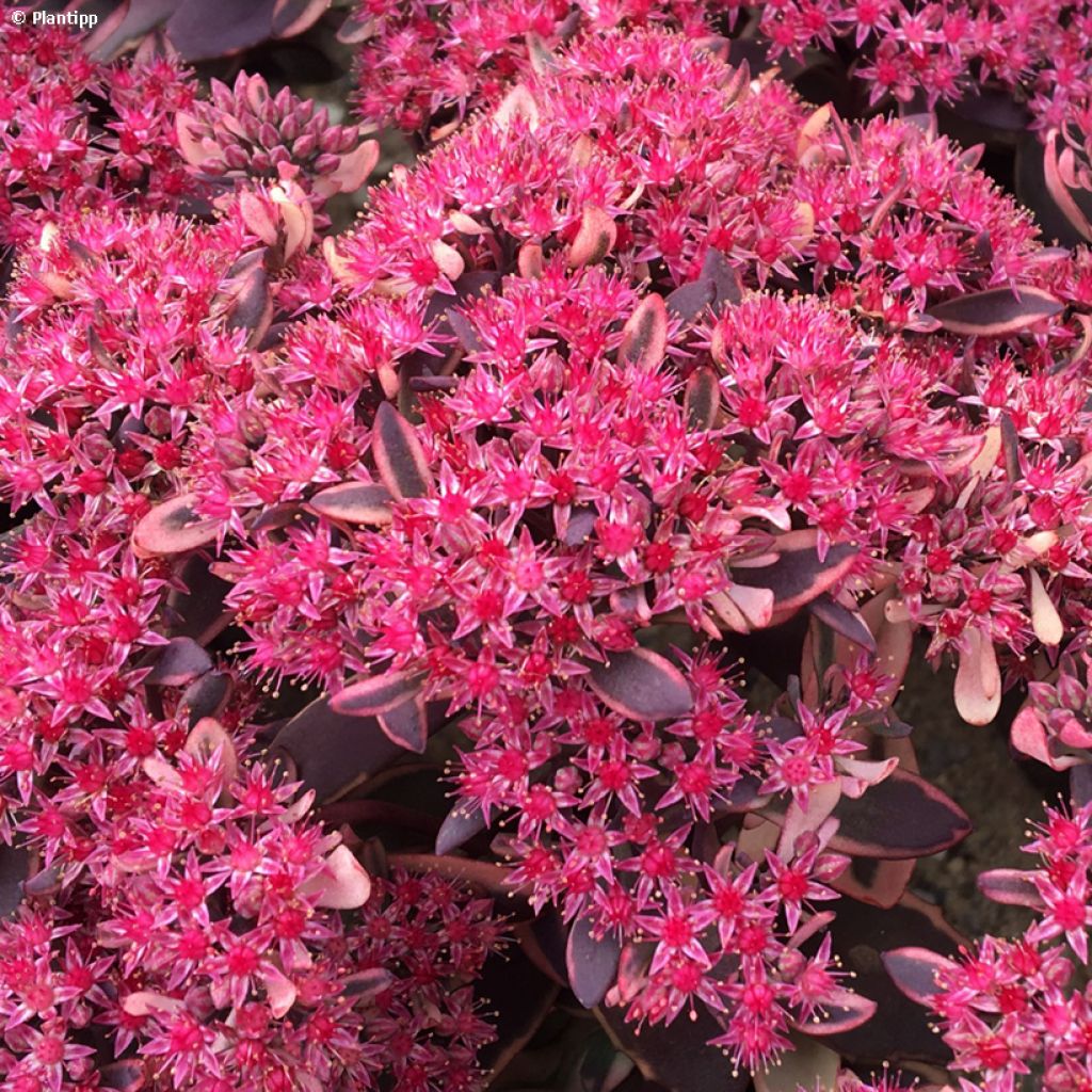 Sedum Sunsparkler Dream Dazzler - Orpin hybride