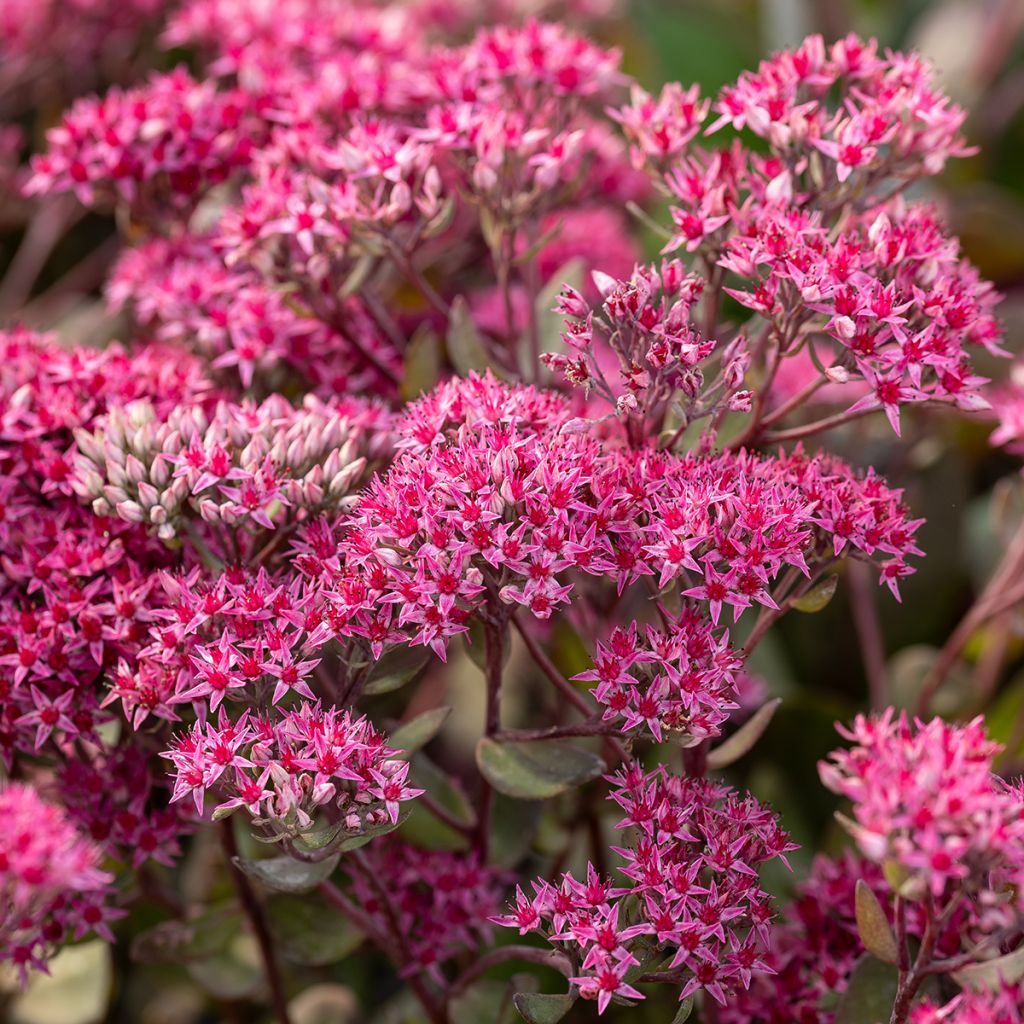 Fetthenne Thunderhead - Sedum telephium