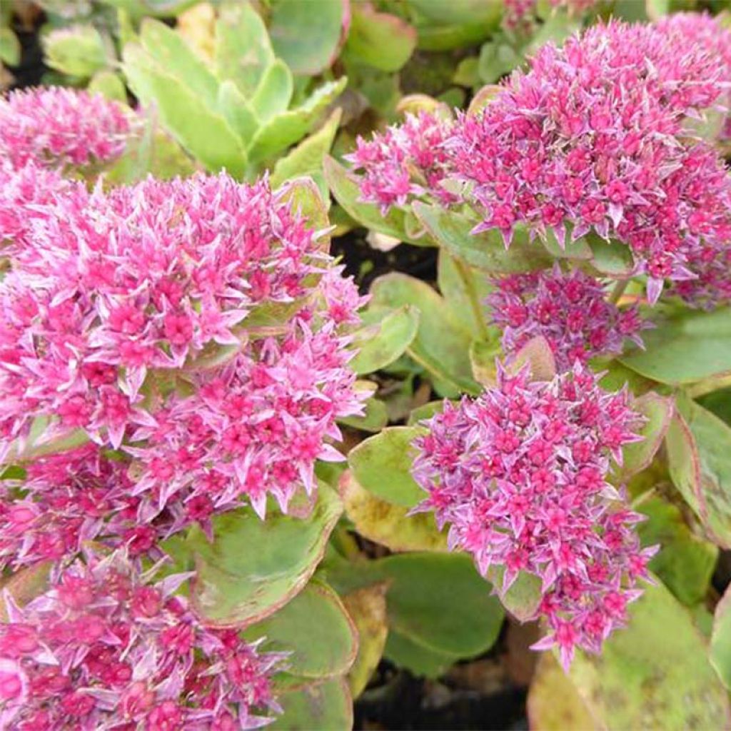 Fetthenne Tropical Night - Sedum spectabile