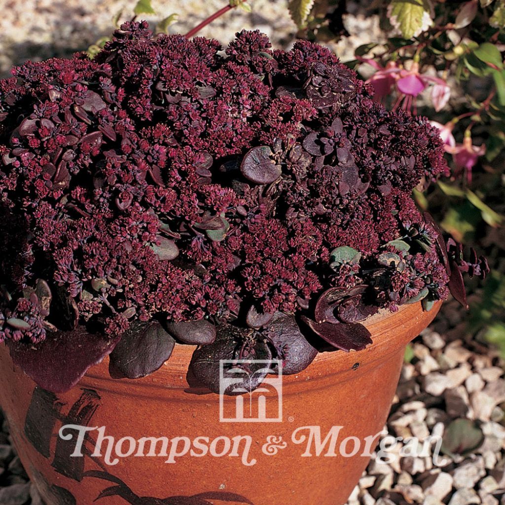 Fetthenne Turkish Delight (Samen) - Sedum ussuriense