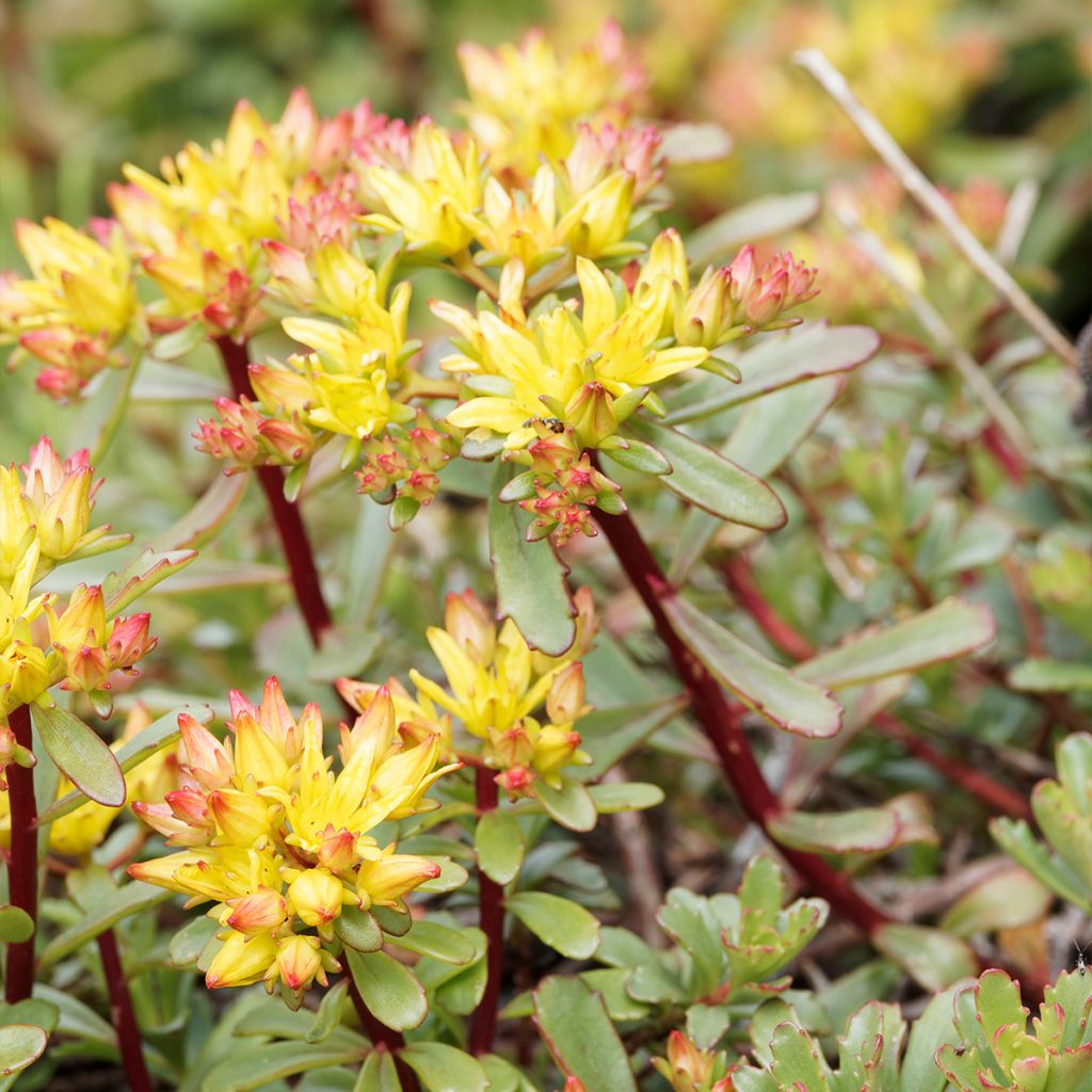 Fetthenne Weihenstephaner Gold - Sedum kamtschaticum var. floriferum