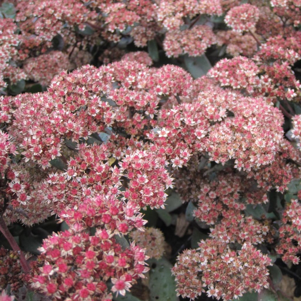 Sedum Yellow Xenox® - Orpin 