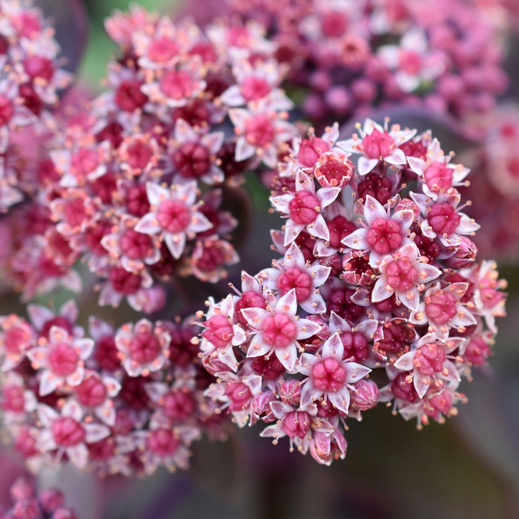 Fetthenne Robustum - Sedum cauticola