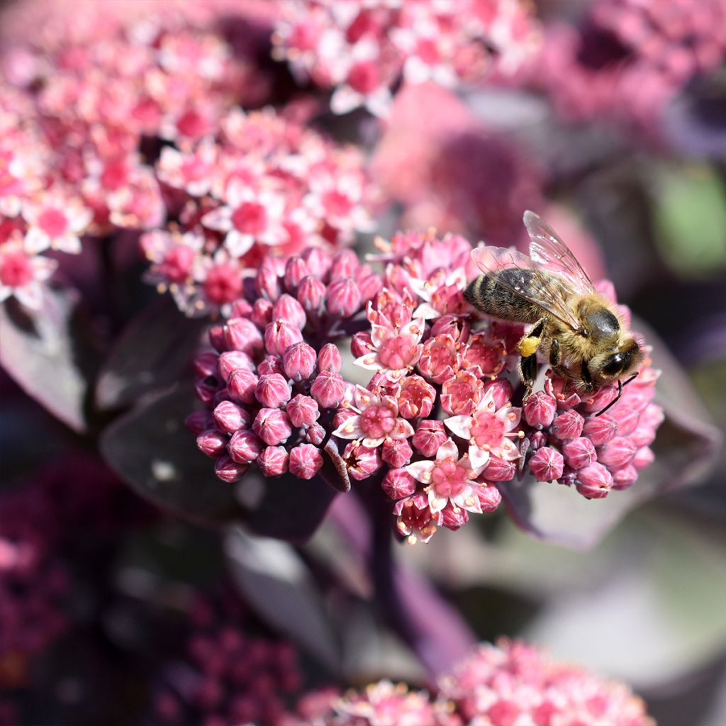 Fetthenne Robustum - Sedum cauticola