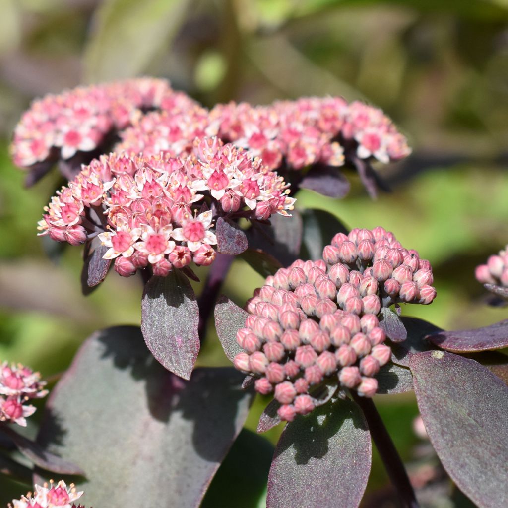 Fetthenne Robustum - Sedum cauticola