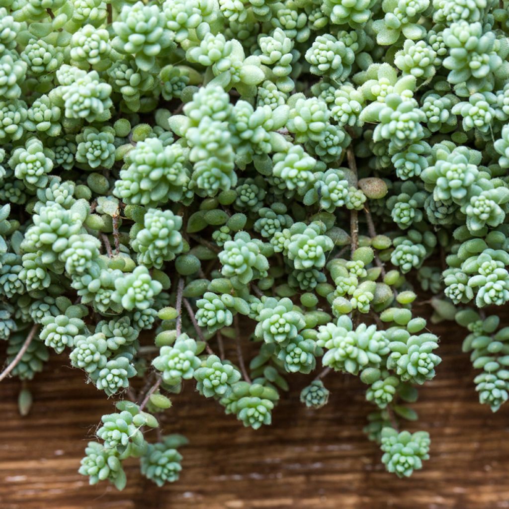 Fetthenne - Sedum dasyphyllum