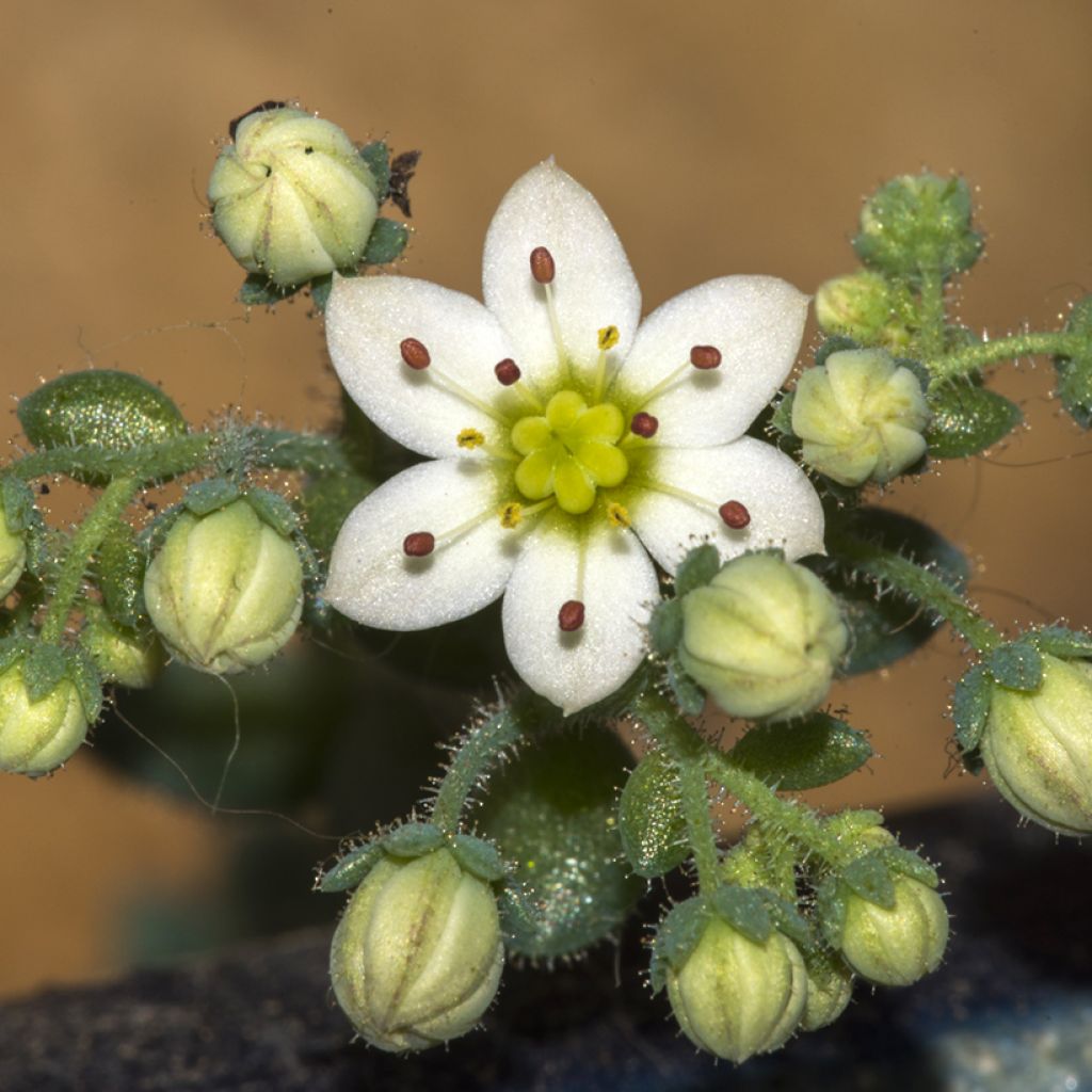 Sedum dasyphyllum - Orpin à feuilles épaisses