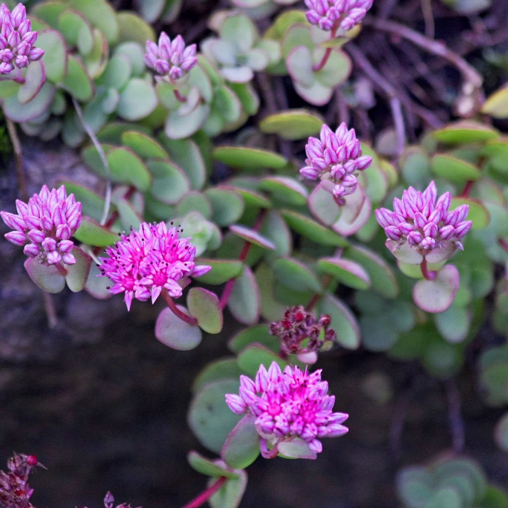 Fetthenne Rose - Sedum ewersii