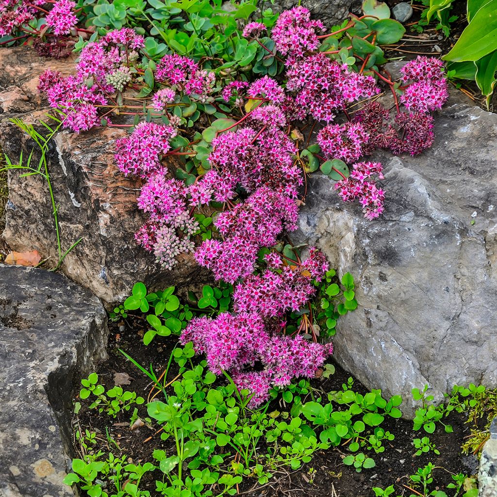 Fetthenne Rose - Sedum ewersii