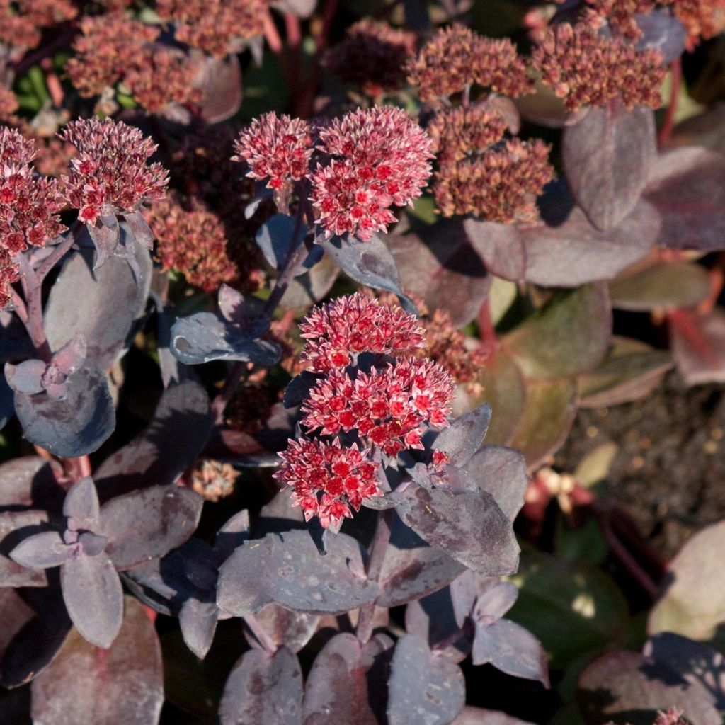 Fetthenne Jose Aubergine - Sedum spectabile