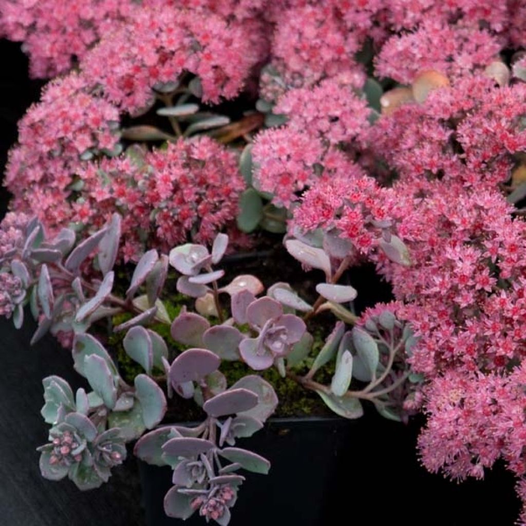 Fetthenne Lidakense - Sedum cauticola