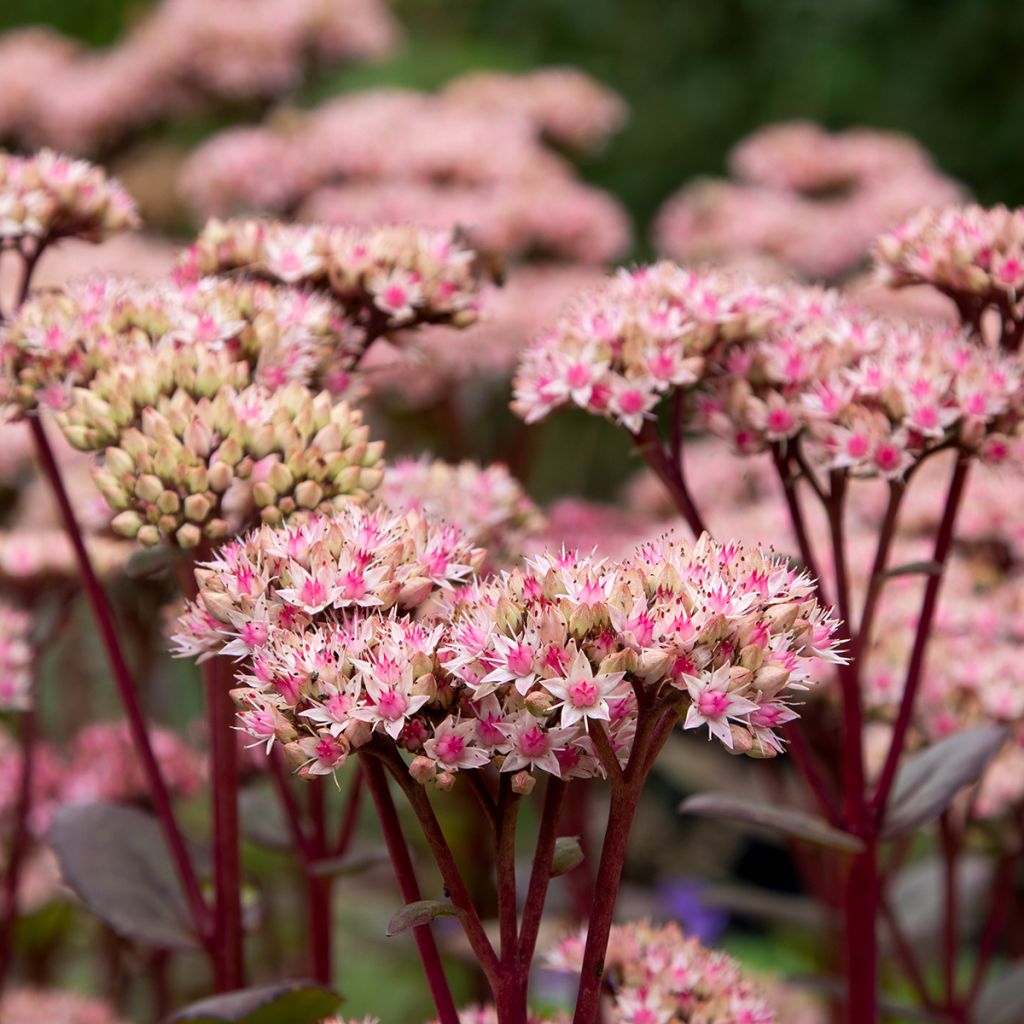 Fetthenne Matrona - Sedum