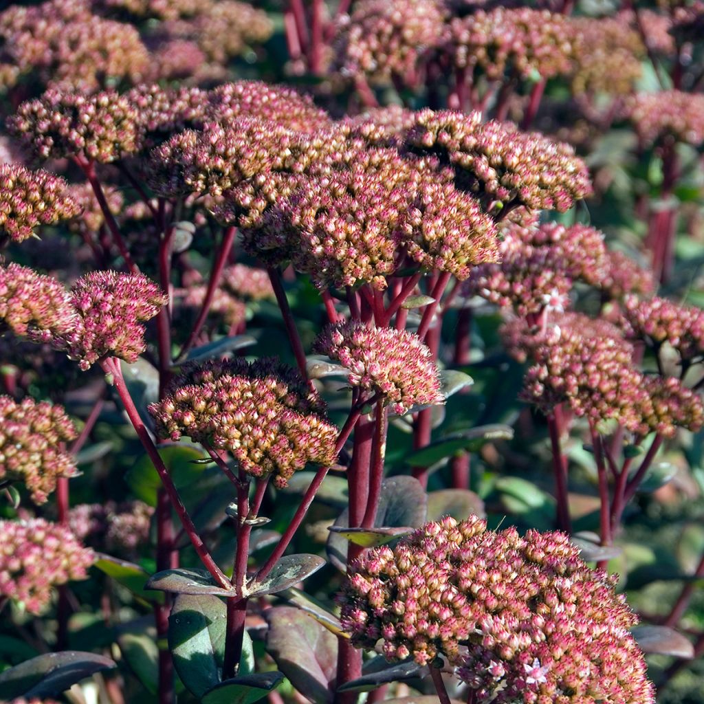 Fetthenne Matrona - Sedum